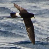 a591_Hydrobates pelagicus_.jpg