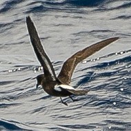 a592_Hydrobates pelagicus_.jpg