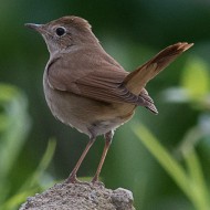 Usignolo 23.04.2016_.jpg