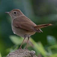 Usignolo 23.04.2016_1_.jpg