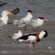 Sterna_maggiore_Volpoca_Avocetta_ecc_Palude_Cona_17_4_2011_5228SF__.jpg