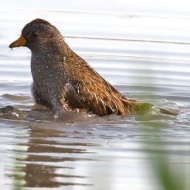 Voltolino_Porzana_porzana_Spotted_Crake_.jpg
