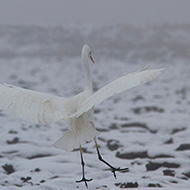 adulto, Isola della Scala (VR), 16.12.2012