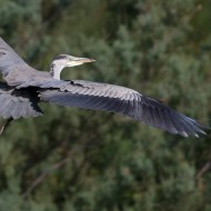 immaturo in volo, settembre