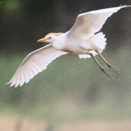 adulto in volo, luglio