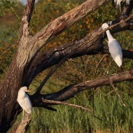 adulti con garzette e ibis sacri, Vallesina (VE), 20.08.2015