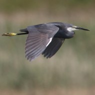 adulto in volo, Delta del Po (RO), 15.07.2017