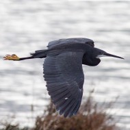 adulto in volo, gennaio