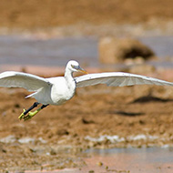 adulto del morfismo chiaro in volo, agosto