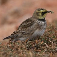 femmina(?) ssp. <i>alpestris</i>, ottobre