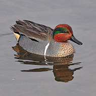 maschio, gennaio - <a href=https://commons.wikimedia.org/wiki/File:Anas_carolinensis_(Green-winged_Teal)_male.jpg target=CC><font color=white>[photo credits]</font></a>