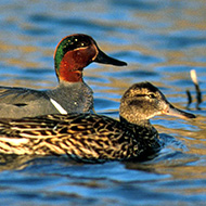 coppia, aprile - <a href=https://commons.wikimedia.org/wiki/File:Anas_carolinensis_FWS.jpg target=CC><font color=white>[photo credits]</font></a>