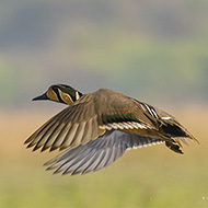 maschio, marzo - <a href=https://commons.wikimedia.org/wiki/File:Baikal_teal_(Sibirionetta_formosa).jpg target=CC><font color=white>[photo credits]</font></a>