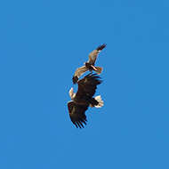 adulto con falco di palude, agosto