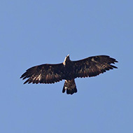 adulto, Monte Baldo (VR), 19.08.2012