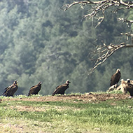 gruppo, maggio