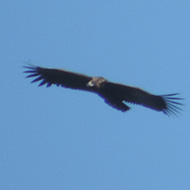 Monte Baldo (VR), 16.07.2014