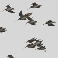 stormo in volo, Vallesina (VE), 15.03.2014