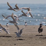 beccapesci con gabbiani reali, Delta del Po (RO), 20.08.2016