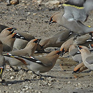 gruppo in abbeverata, gennaio