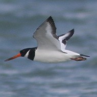 adulti in volo, Sacca di Scardovari (RO), 17.10.2015