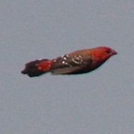 maschio in volo (composizione di tre immagini in una), agosto