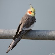 adulto, Delta del Po (RO), 28.05.2012