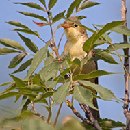 adulto, Valpolicella (VR), 6.06.2010