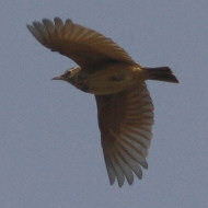 fotogrammi di un adulto in volo, Delta del Po (RO), 23.10.2010