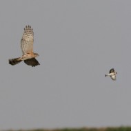 cardellino con sparviere, Vallesina (VE), 17.03.2012