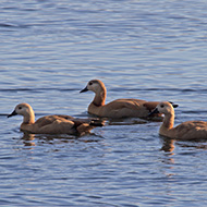 giovani, Lago del Frassino (VR), 3.01.2012