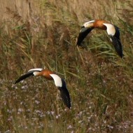 coppia in volo, ottobre