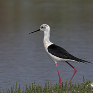 maschio, Delta del Po (RO), 12.05.2018