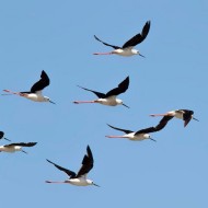 gruppo in volo, luglio