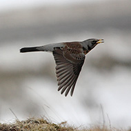 adulto, Parpari - Lessinia (VR), 19.02.2012