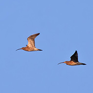 probabili femmina (a sn) e due maschi in volo, marzo