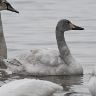 giovane (a ds) con cigno reale, febbraio