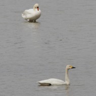 adulto con cigno reale, aprile