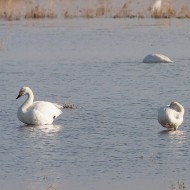 adulti con airone bianco maggiore, dicembre