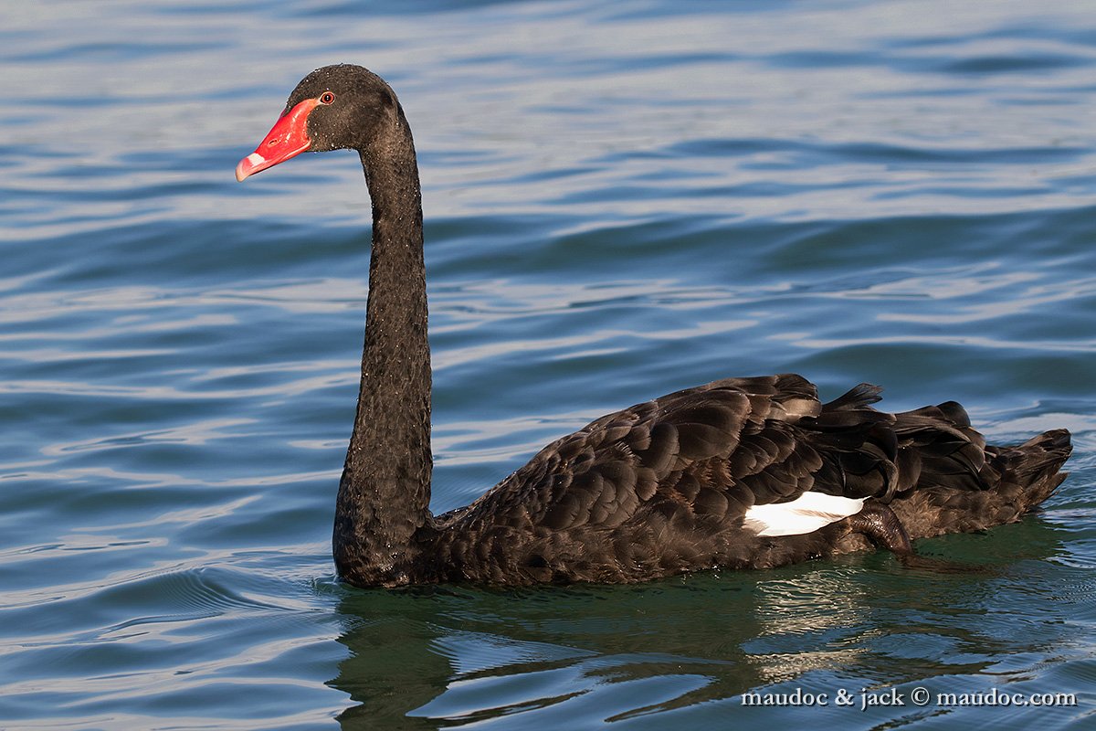 Cigno nero