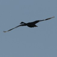 adulto in volo, Venezia, 8.09.2015