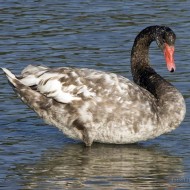 ibrido cigno nero x cigno reale, Peschiera del Garda (VR), 12.08.2007