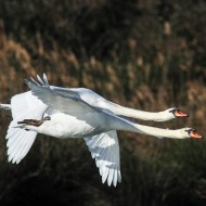 adulti in volo, dicembre