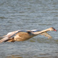 giovane in volo, dicembre