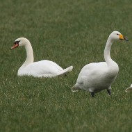 adulti con cigno reale, febbraio