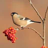 femmina ssp. <i>europaea</i>, Parpari - Lessinia, 5.12.2015