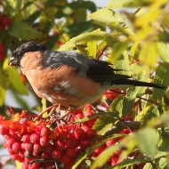 maschio ssp. <i>europaea</i>, Monte Pizzoc (TV), 10.09.2015