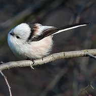 adulto ssp. <i>caudatus</i>, Verona, 20.02.2016