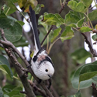 verosimile forma intermedia tra <i>europaeus</i> e <i>caudatus</i>, ottobre