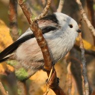 verosimile forma intermedia tra <i>europaeus</i> e <i>caudatus</i>, Valle Grassab (VE), 30.10.2010